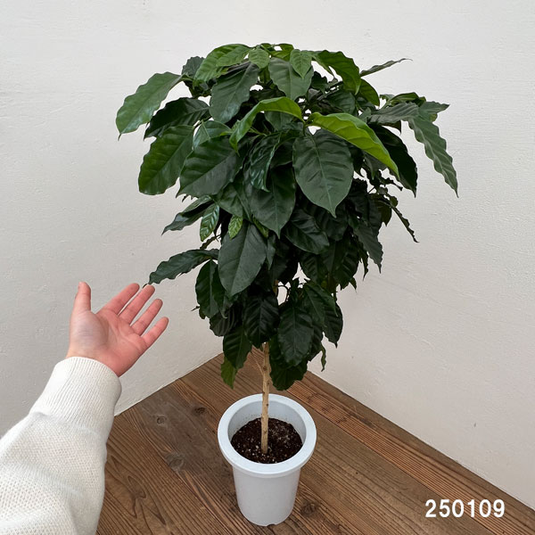 コーヒーノキ（アラビカ種） 7号鉢植え の通販 | 園芸ネット