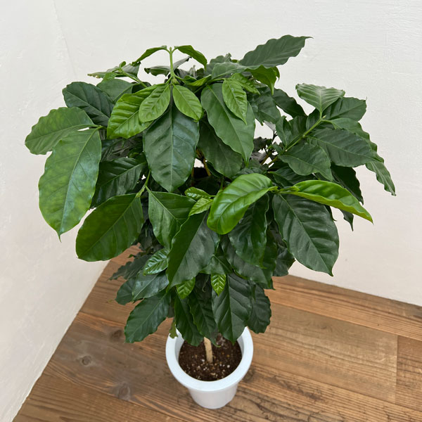 World Coffee Research | caturra