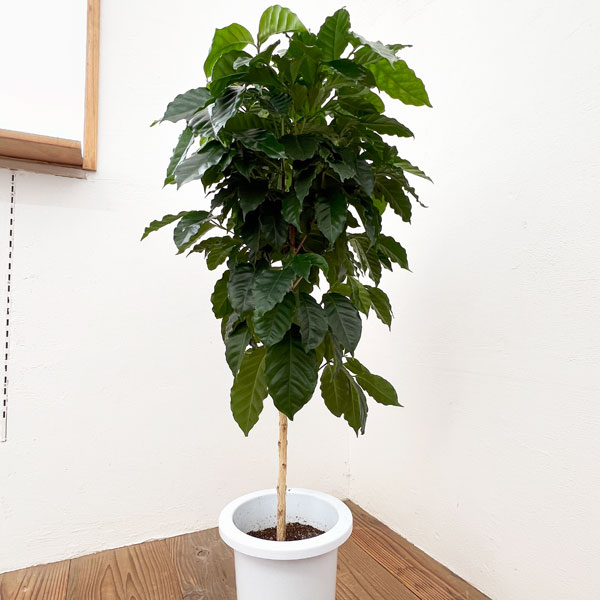 TK様！現品、コーヒーの木※アラビカ　2本入り　今年も花が咲きました！ コーヒーの木(アラビカ 矮性種)【果樹苗 9cmポット実生苗／1個