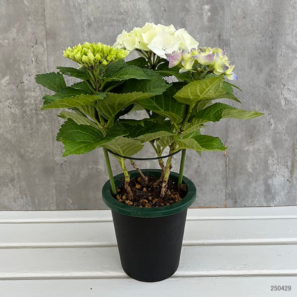 【専用商品】　特選　アジサイ　5寸1種4鉢 ホワイトウェイブス　秋色アジサイ 予約商品：4/28以降発送】ハイドランジア サーファー ホワイト