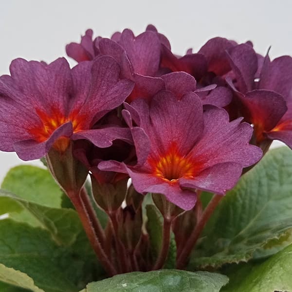 プリムラ　ジュリアン：アンティークワイン 3.5号ポット