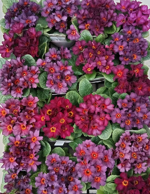 プリムラ　ジュリアン：アンティークワイン 3.5号ポット