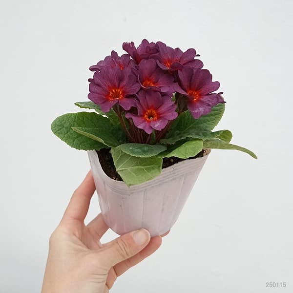 プリムラ　ジュリアン：アンティークワイン 3.5号ポット