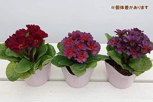 プリムラ　ジュリアン：アンティークワイン 3.5号ポット