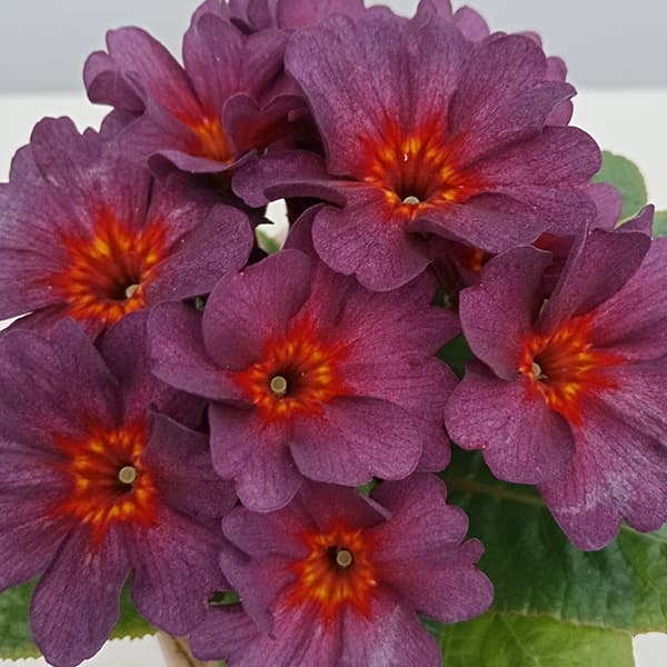 プリムラ　ジュリアン：アンティークワイン 3.5号ポット