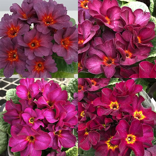 プリムラ　ジュリアン：アンティークワイン 3.5号ポット