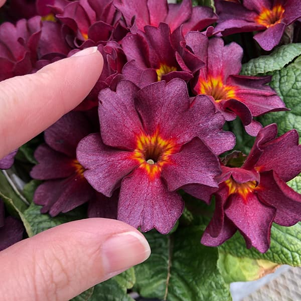 プリムラ　ジュリアン：アンティークワイン 3.5号ポット