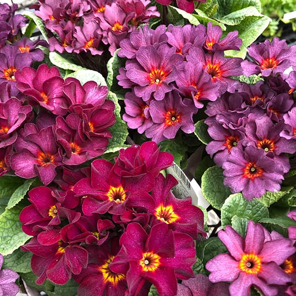 プリムラ　ジュリアン：アンティークワイン 3.5号ポット