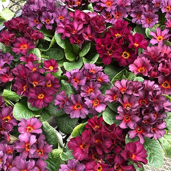 プリムラ　ジュリアン：アンティークワイン 3.5号ポット