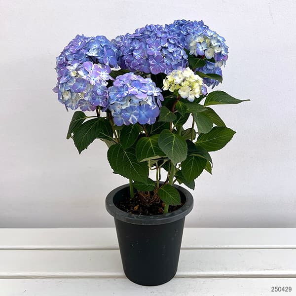 アジサイ：ラブリーデイ ブルー5号鉢植え の通販 | 園芸ネット