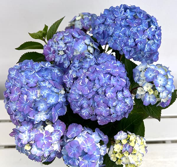 紫陽花 苗　ラブリーデイ　特大　来年用 紫陽花 苗 ラブリーデイ 特大 来年用