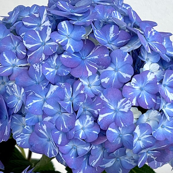 アジサイ：ラブリーデイ ブルー5号鉢植え の通販 | 園芸ネット