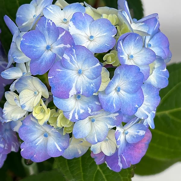 紫陽花 苗　ラブリーデイ　特大　来年用 4号鉢植え フラワー・ガーデニング 紫陽花 苗 ラブリーデイ 特大