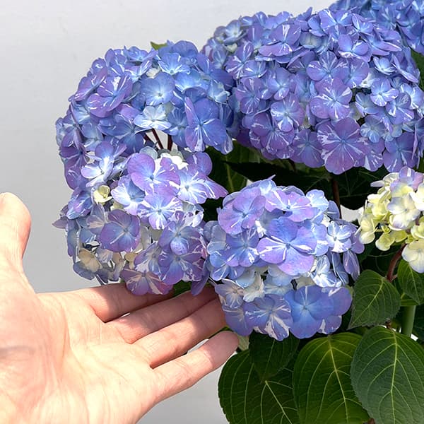 アジサイ：ラブリーデイ ブルー5号鉢植え の通販 | 園芸ネット