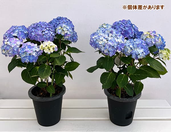 園芸ネット本店｜アジサイ：ラブリーデイ ブルー5号鉢植え の通販【公式】