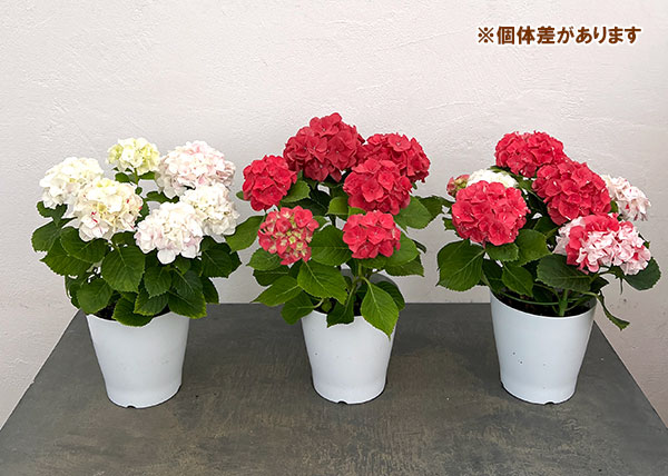園芸ネット本店｜アジサイ：寿（コトブキ）赤 5号鉢植え の通販【公式】
