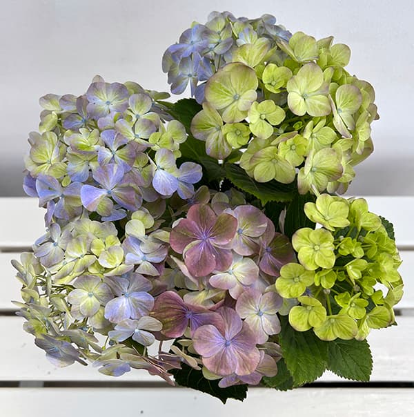 アジサイ：スプリンググリーン5号鉢植え の通販 | 園芸ネット