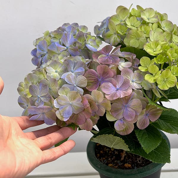 週末特価！5鉢価格！スプラッシュ　グリーンファイア　紫陽花　アジサイ　苗　苗木 アジサイ：スプリンググリーン5号鉢植え の通販 | 園芸ネット