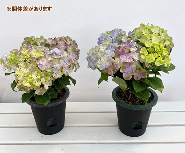 アジサイ：スプリンググリーン5号鉢植え の通販 | 園芸ネット