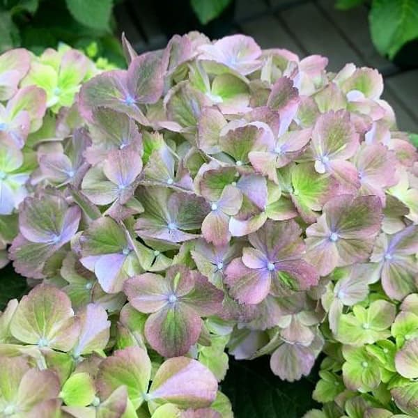 アジサイ：スプリンググリーン5号鉢植え の通販 | 園芸ネット