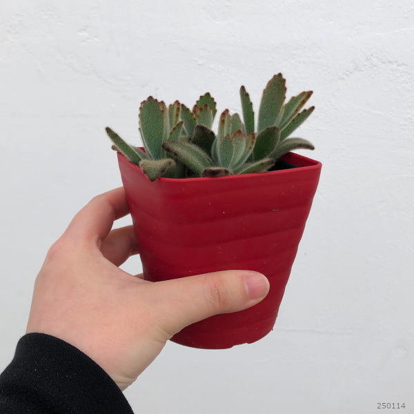 カランコエ:星兎耳(ホシトジ) 3.5号ポット