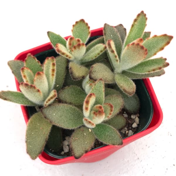 カランコエ:星兎耳(ホシトジ) 3.5号ポット