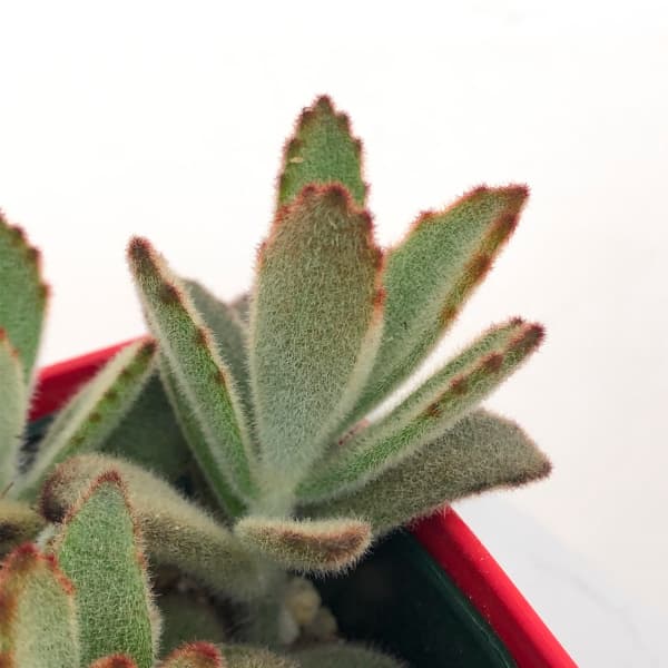 カランコエ:星兎耳(ホシトジ) 3.5号ポット