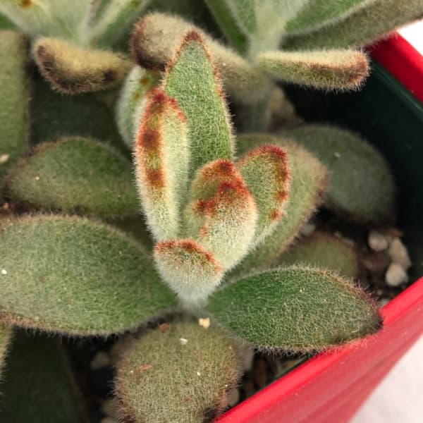 カランコエ:星兎耳(ホシトジ) 3.5号ポット