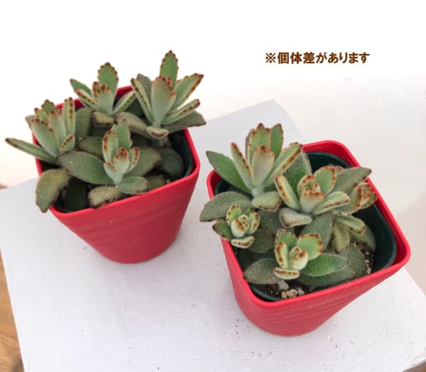 カランコエ:星兎耳(ホシトジ) 3.5号ポット