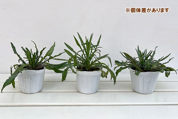 セントーレア（矢車菊）：クラシックロマンティック3-3.5号号ポット