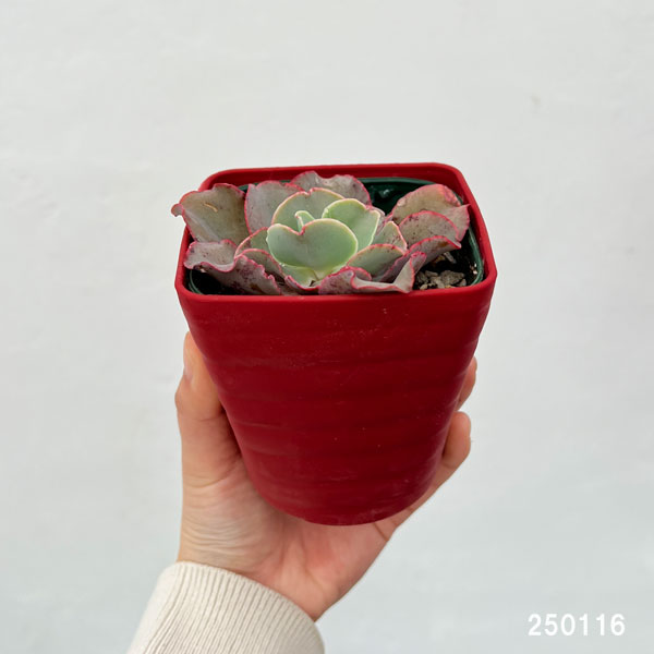 園芸ネット本店｜エケベリア：高砂の翁 3.5号ポット の通販【公式】