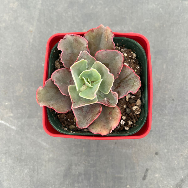 エケベリア：高砂の翁　3.5号ポット