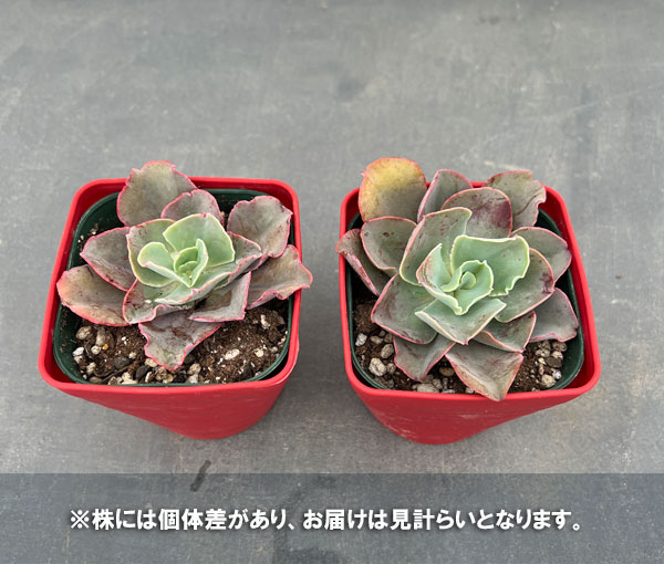 園芸ネット本店｜エケベリア：高砂の翁 3.5号ポット の通販【公式】