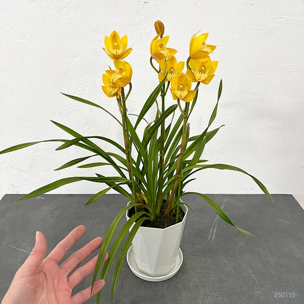 テーブルシンビジウム:ミミ2本立ち 5号鉢植え(皿付き)