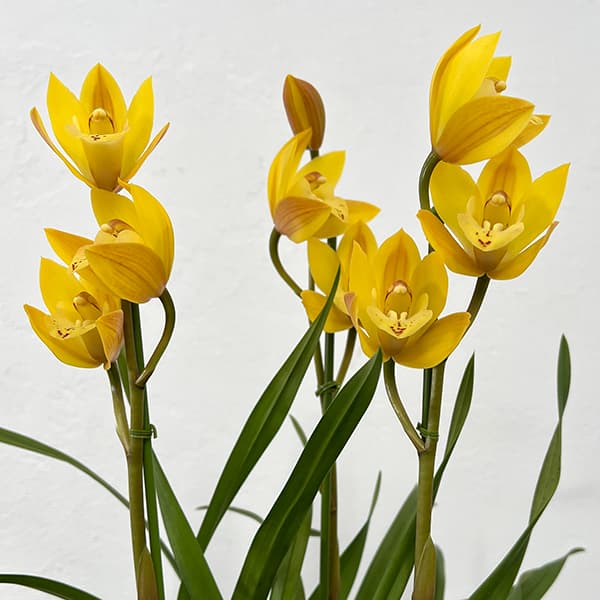 テーブルシンビジウム:ミミ2本立ち 5号鉢植え(皿付き)