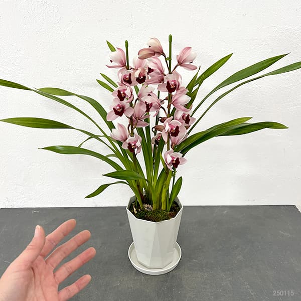 テーブルシンビジウム:ピノノワール2本立ち 5号鉢植え(皿付き)