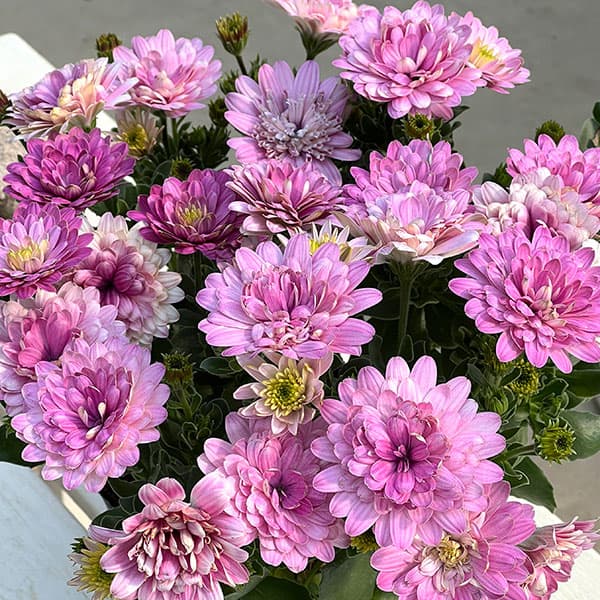 オステオスペルマム：オーロラ（八重）プリンセスティアラ　3号ポット