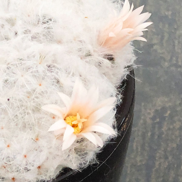 マミラリア：花咲き白星（プルモサ）3号ポット