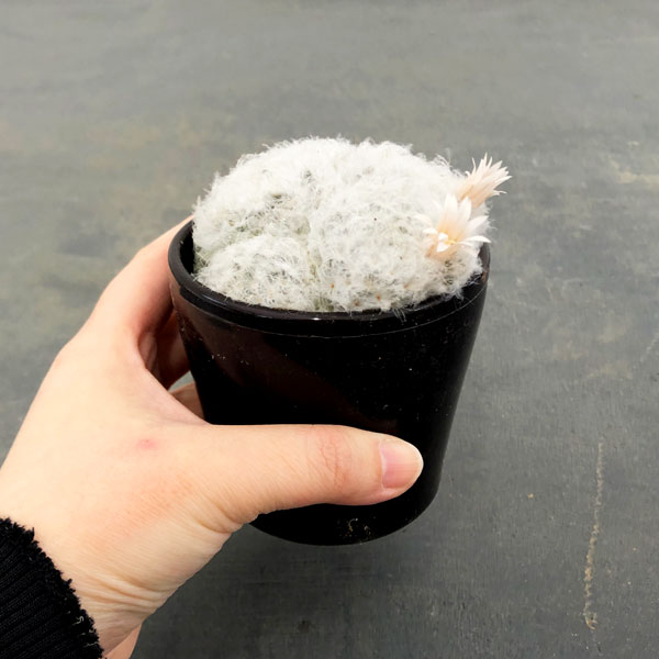 マミラリア:白星(プルモサ)3号鉢入り
