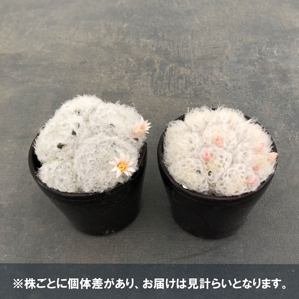 マミラリア:白星(プルモサ)3号鉢入り
