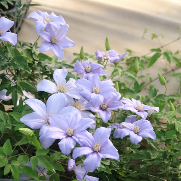 クレマチス：カドミア3.5号ロングポット（原種系）