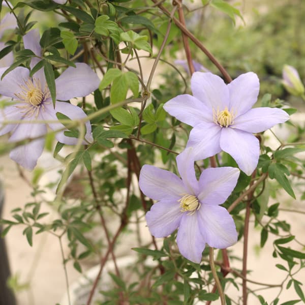 クレマチス：カドミア3.5号ロングポット（原種系）