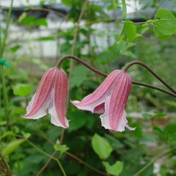 クレマチス:エトワールローズ3.5号ロングポット(テキセンシス系)