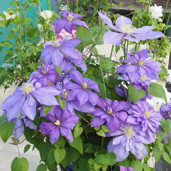 クレマチス♪ クレマチス：ブルーライト3.5号ロングポット（八重咲・パテンス