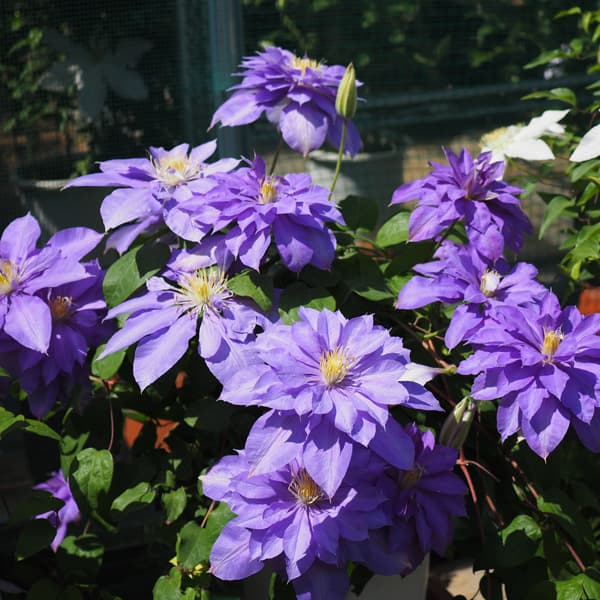 クレマチスの種　サンプル　例 クレマチス品種辞典