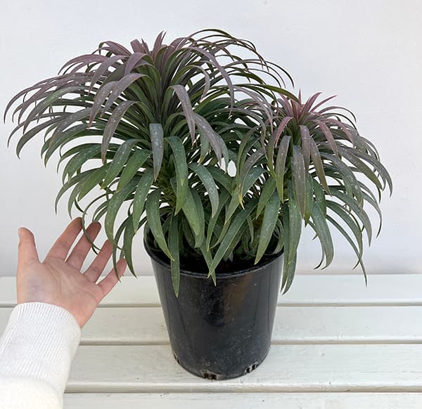 ユッカ：デスメティアーナ 7号鉢植え25-01 の通販 | 園芸ネット