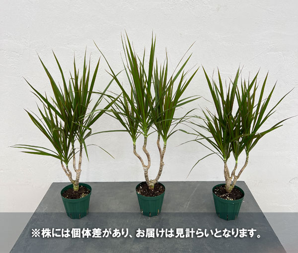 園芸ネット本店｜ドラセナ：コンシンナ（マジナータ） 4号硬質ポット