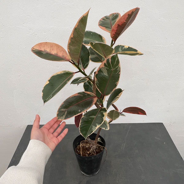 ゴムの木(フィカス) フィカスコレクション】育てているゴムの木の種類まとめ【随時更新