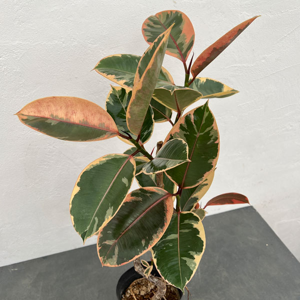 フィカス:ベリーズ 5号ポット