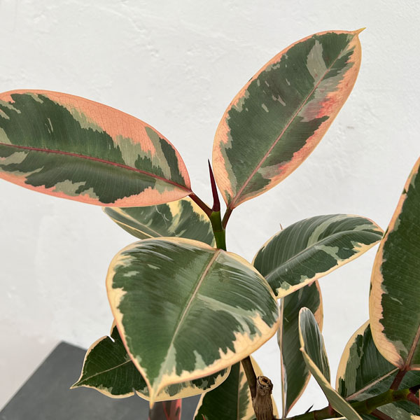フィカス:ベリーズ 5号ポット